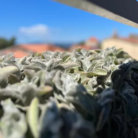 Sunset 아파트 마카르스카